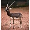 Black Buck