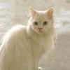 Snow-White Pure Persian Female Cat