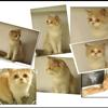Male Persian Cat, Peke Faced Red-Brown & White