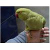 Talking Parrot