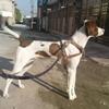 English Pointer