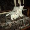 Persian Kittens