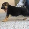 URGENT SALE GERMAN SHEPHERED PUPPIES
