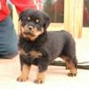 Rottweiler Pups For Sale
