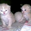 3 Persian Kittens