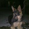 German Shepherd Male Pup