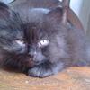 Cute Persian Kitten!