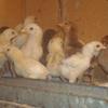 All Fancy Hens & Chicks For Sale