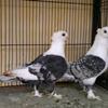 fancy pigeon 