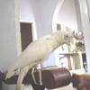 BEAUTIFUL UMBRELLA COCKATOO PARROT