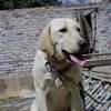 Labrador For Sales Male
