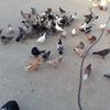 pigeons for sale