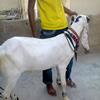 panjabi munda goat for sale
