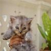 Persian Kittens For Sale