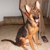 German Shepherd Pedigree Female for sale