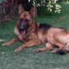 german shepherda male for sale