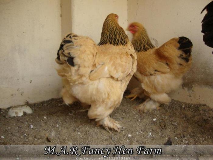 For sale Columbian Buff Brahma Heavy Hen And Chicks For Sale in Karachi ...