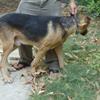 German sheperd male for sale