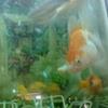 fish tank for sell with 6 pair gold fish shiping blue line angle