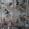 pigeons kabotar gola