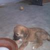 Pure hairy (male) Alsatian puppy for sale