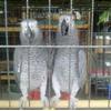 Africn Congo Red Factor Breeding Purpose Pair
