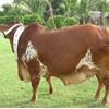 Bulls (Cattles for Eid-Ul-Azha)
