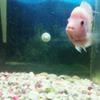 flowerhorn fish