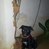 I''m selling my Labrador of 6 months at very reasonable price