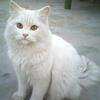 persian cat for sale only serious buyers can contact me