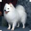 American eskimo male pure breed all white 1 year old house trained