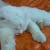 Snow White Persian Male for MATING