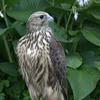 Falcon (Eagle) for Sale