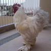 White Cochin Heavy