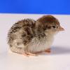 Farmi Chakor Chicks For Sales