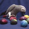 PAIR OF GREY PARROTS and EGGS for sale