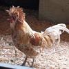 Buff Polish Chicks For Sale Age 7 Week 