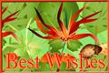 Best Wishes