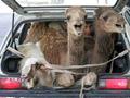 Camels, car