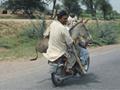 donkey on bike funny