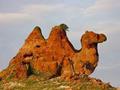 camel natural art