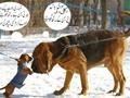 Urdu picture funny animals fight