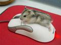 mouse on mouse