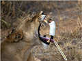 Repairing Lions Teeth
