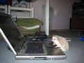 Funny PC used by a strange animal hope it has an antivirus
