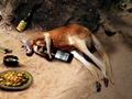 Funny  Kangaroo