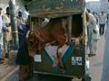 cow in rickshaw normal