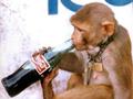 Monkey Cola