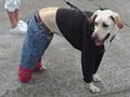 Dog in jeans