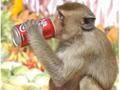 Monkey drinks coke